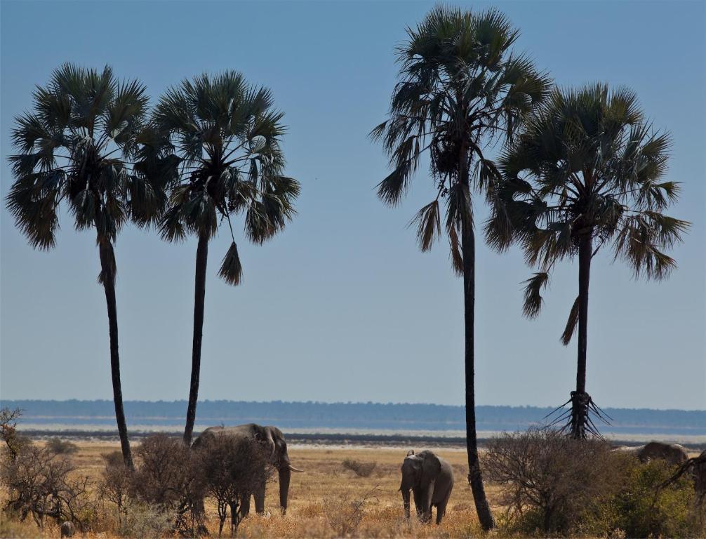 Mokuti Etosha Lodge Namutoni Eksteriør bilde