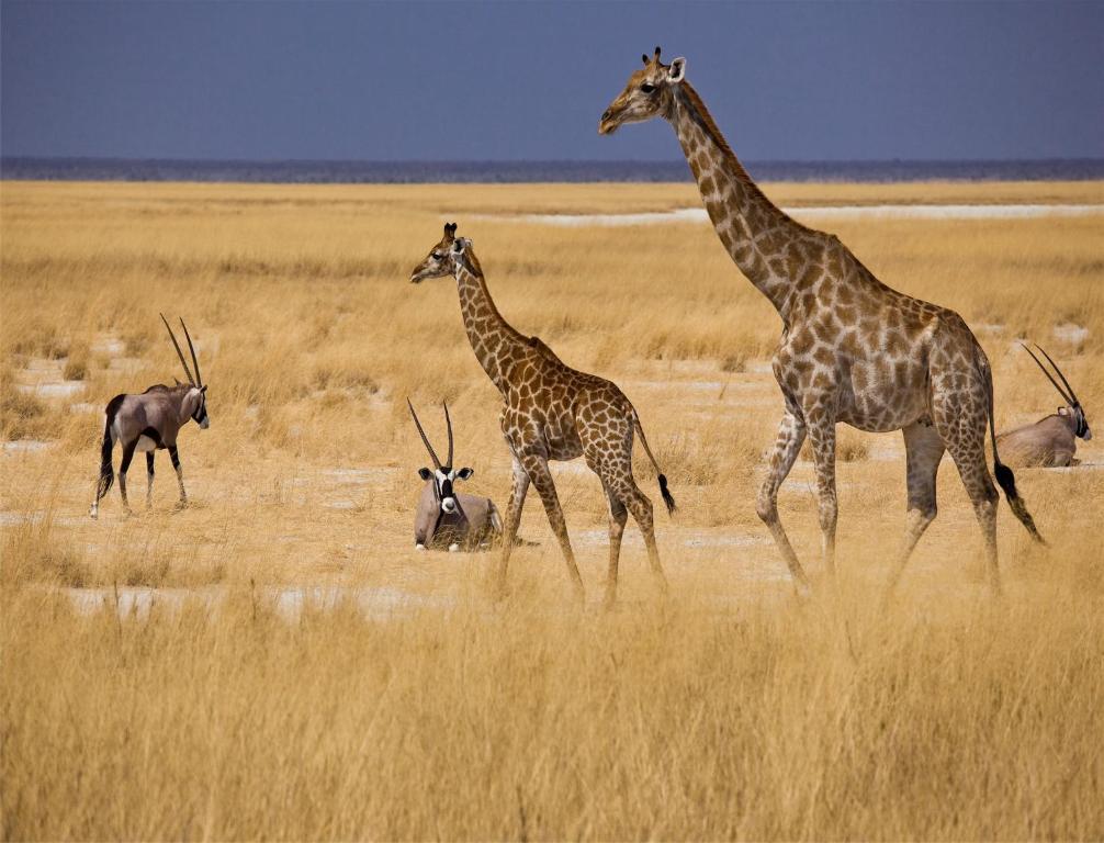 Mokuti Etosha Lodge Namutoni Eksteriør bilde