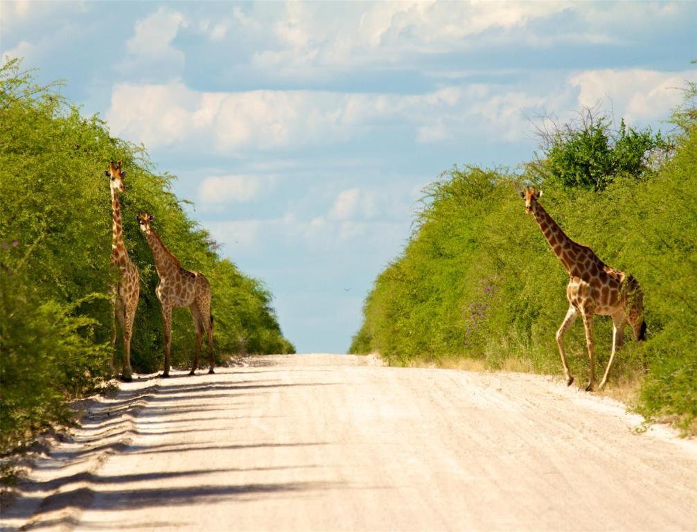 Mokuti Etosha Lodge Namutoni Eksteriør bilde