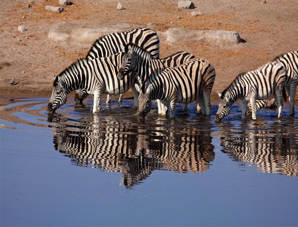 Mokuti Etosha Lodge Namutoni Eksteriør bilde